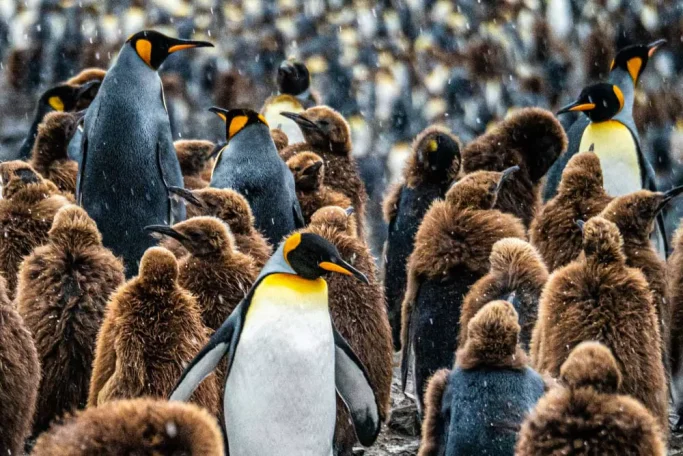 Eine Reise über Weihnachten in die Antarktis Eine Reise über Weihnachten in die Antarktis